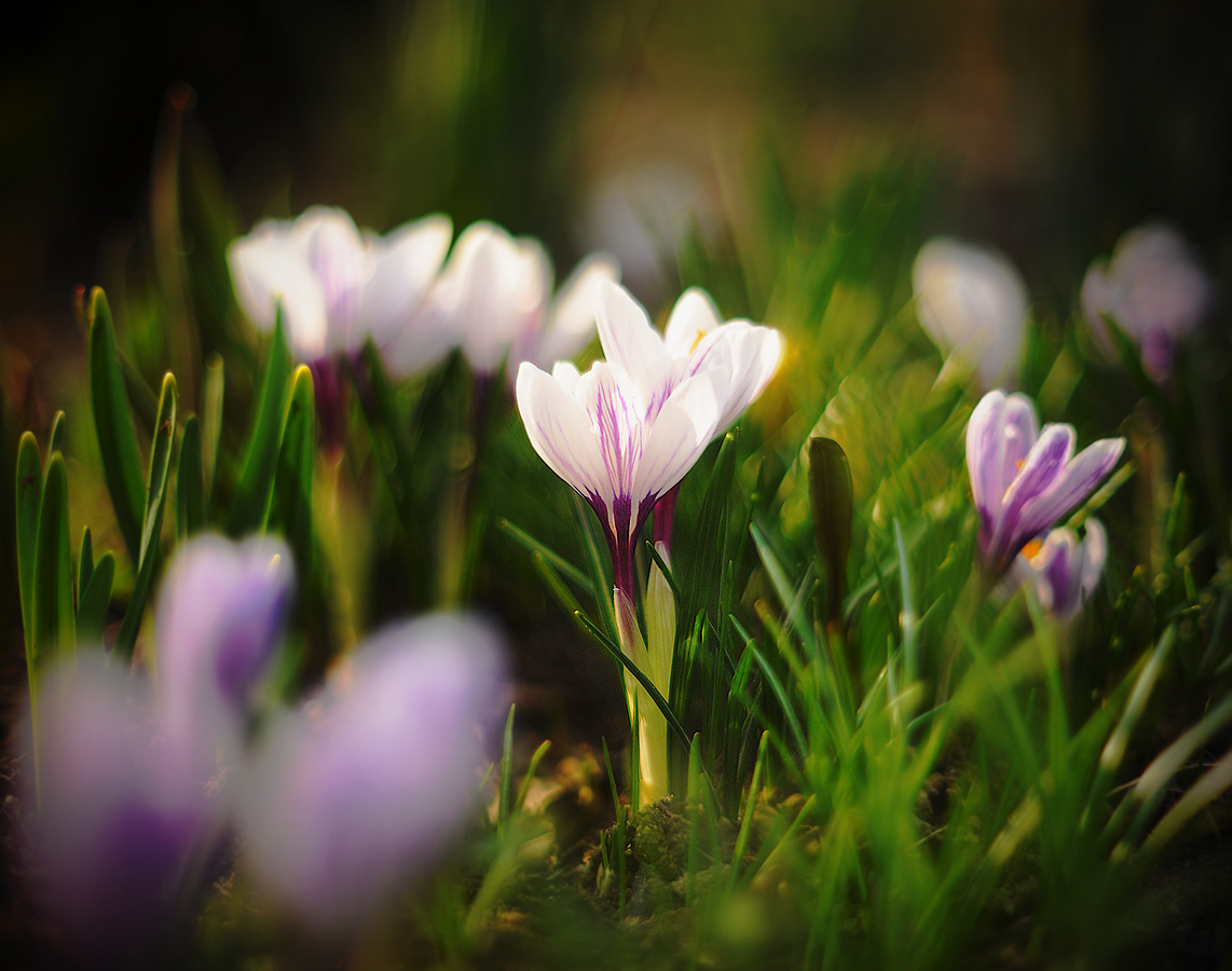 Флюиды весны