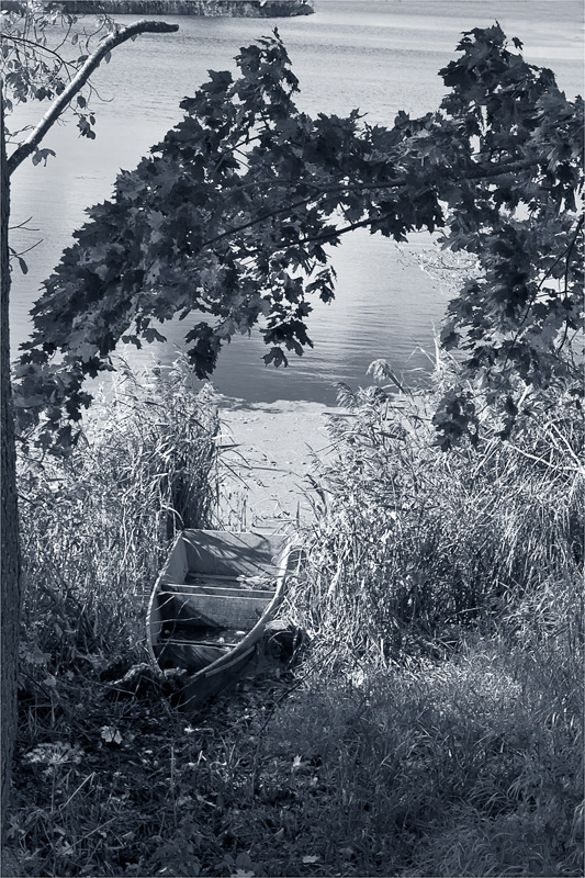 Под крылом кленовым