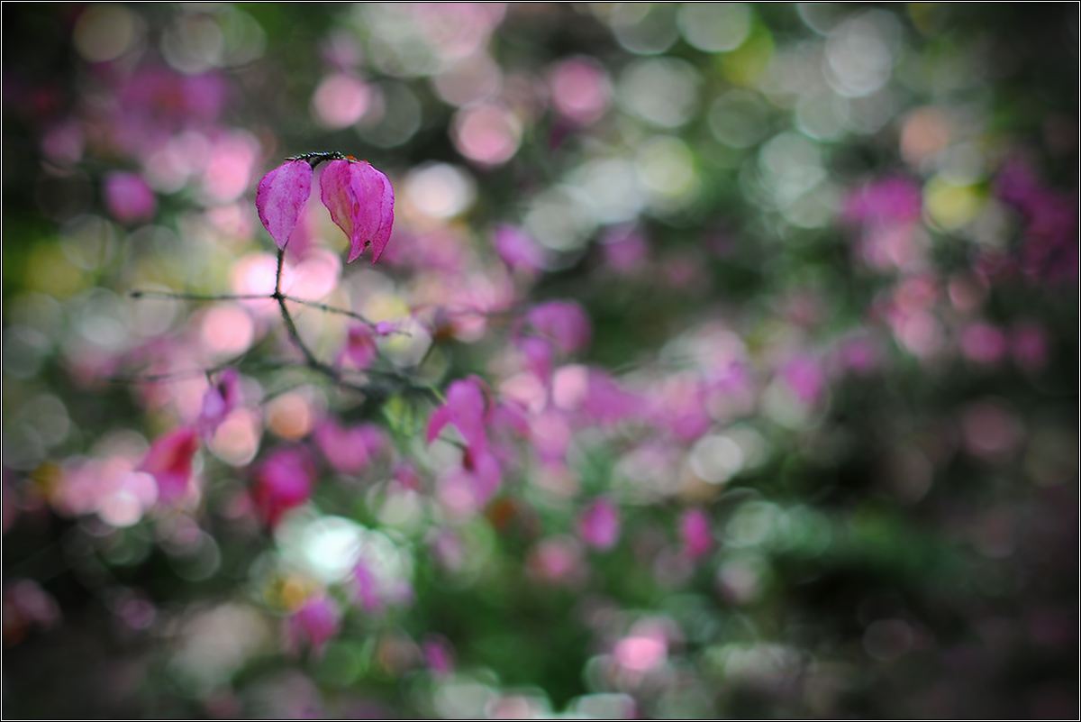 Флюиды осени