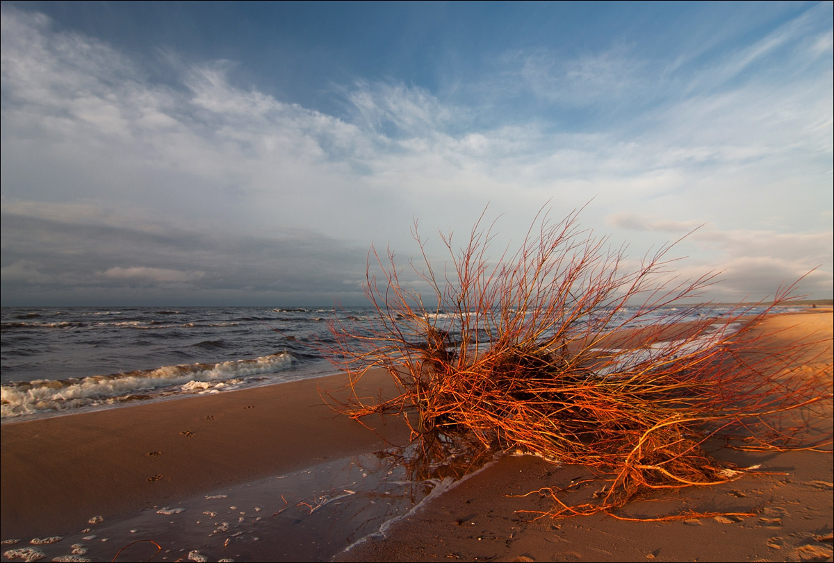 Купание красного куста