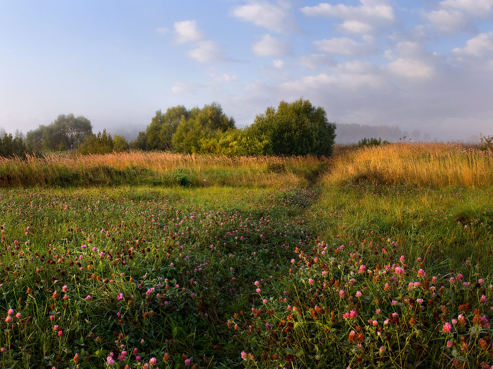 Утром по клеверу