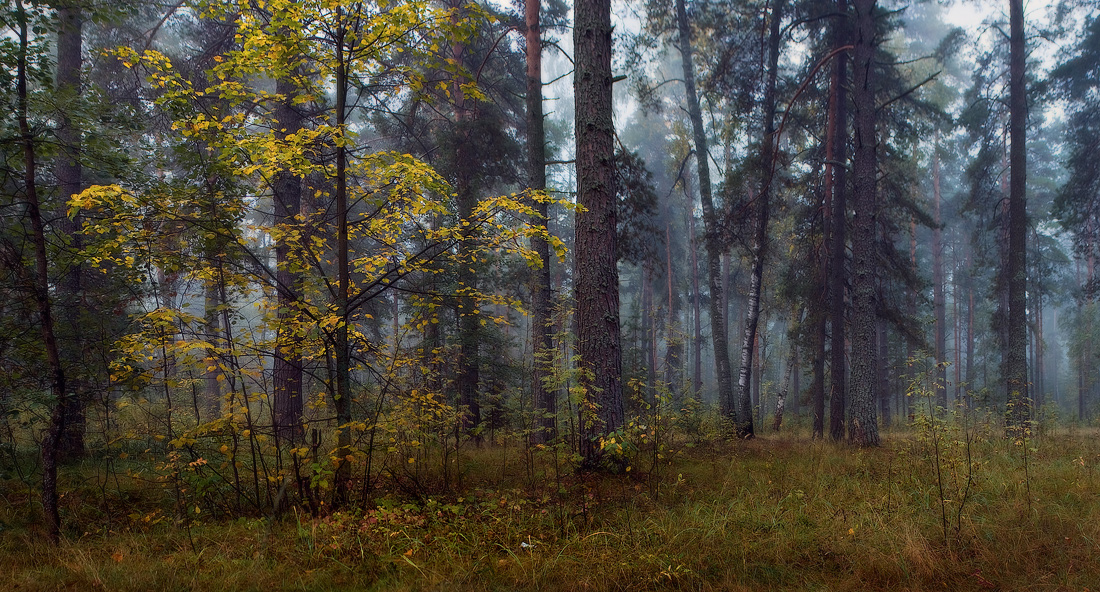 Утренняя печаль осени