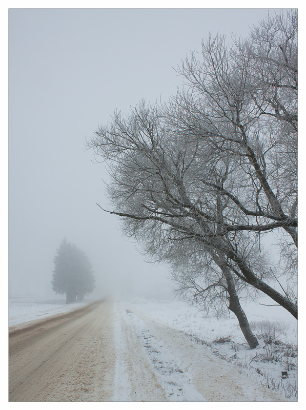 Про елки, туман и дорогу
