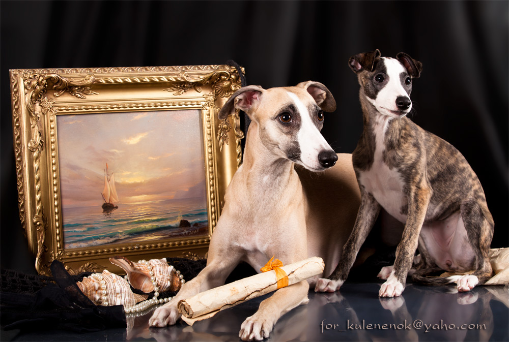 Аристократки.