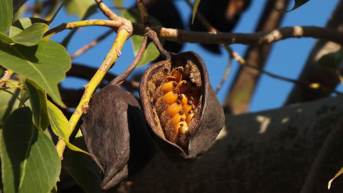 ВЕСЕННИЙ КОШЕЛЁК :-))