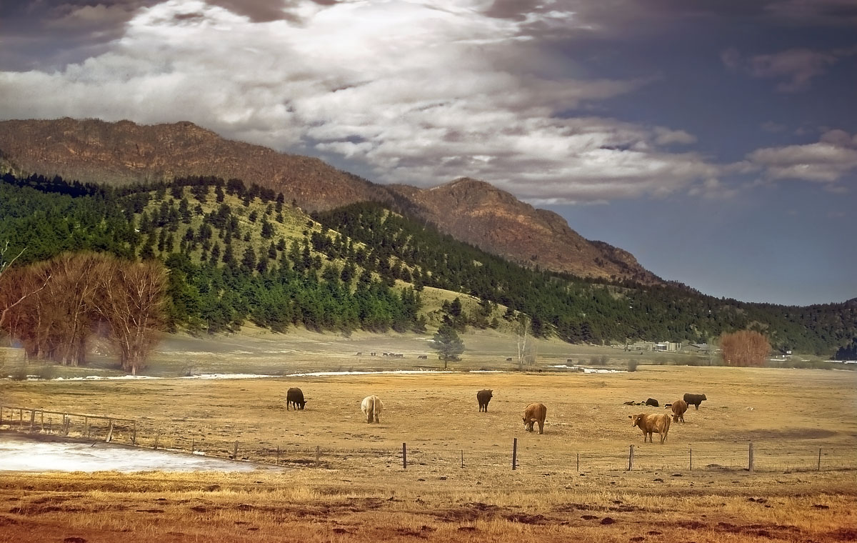 маленькие коровки