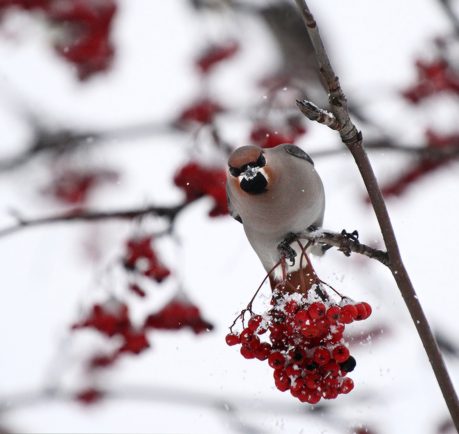 зимний гость