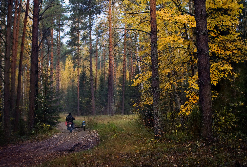 За последними грибами