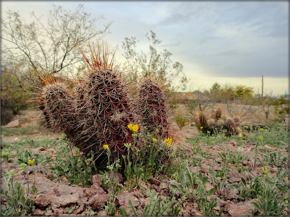 Тусон ..5. растительный мир