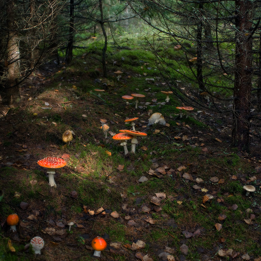 Где же белые?