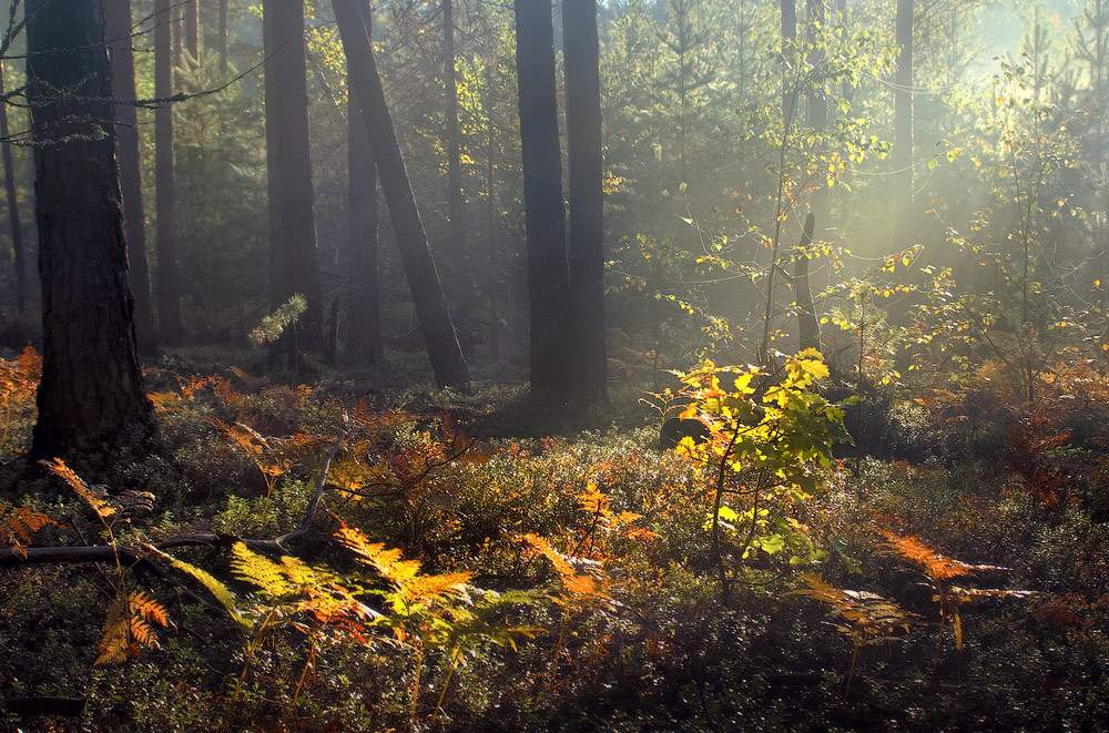 Утренняя сказка