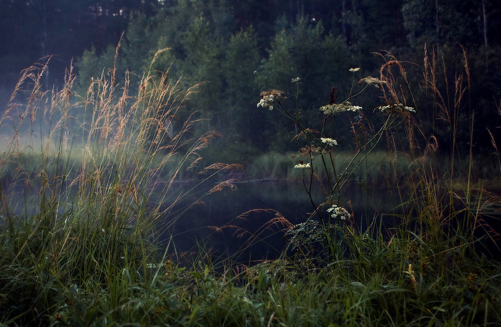 Парящие в тумане