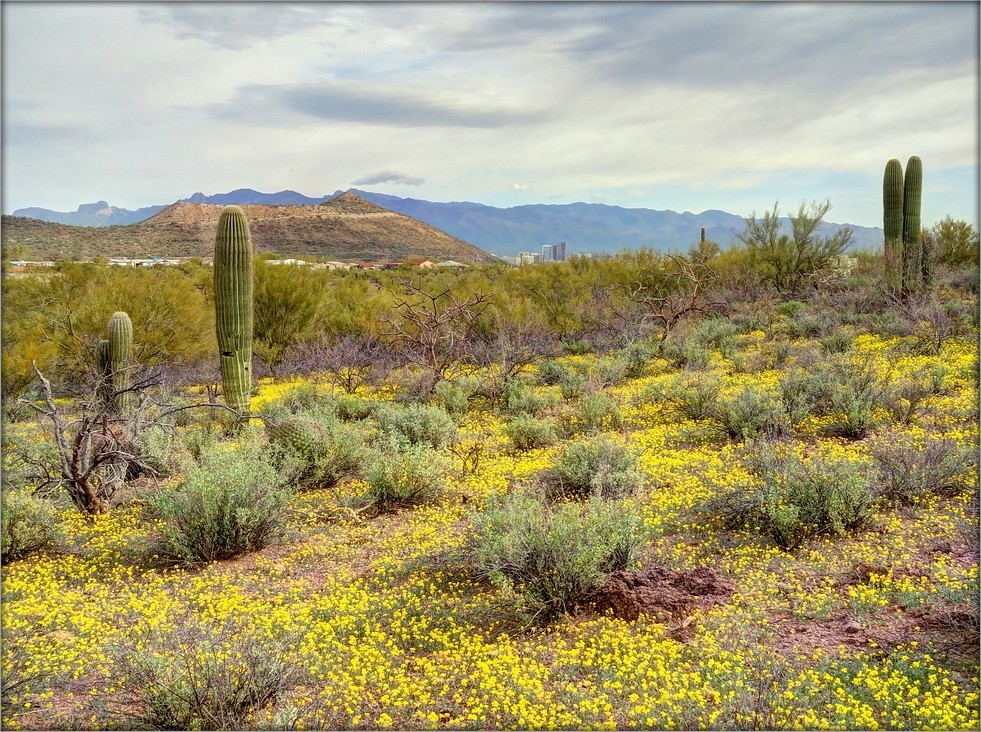 весна бывает даже там, где никогда не бывает зимы