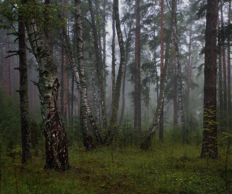 Просыпающийся лес