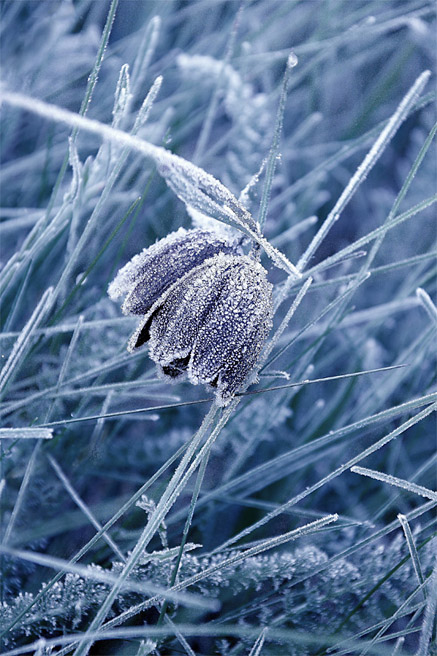 Первый иней