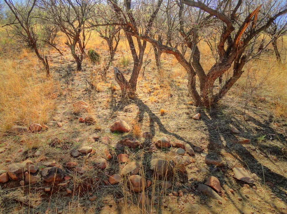 в лесных нетрах Патагонии