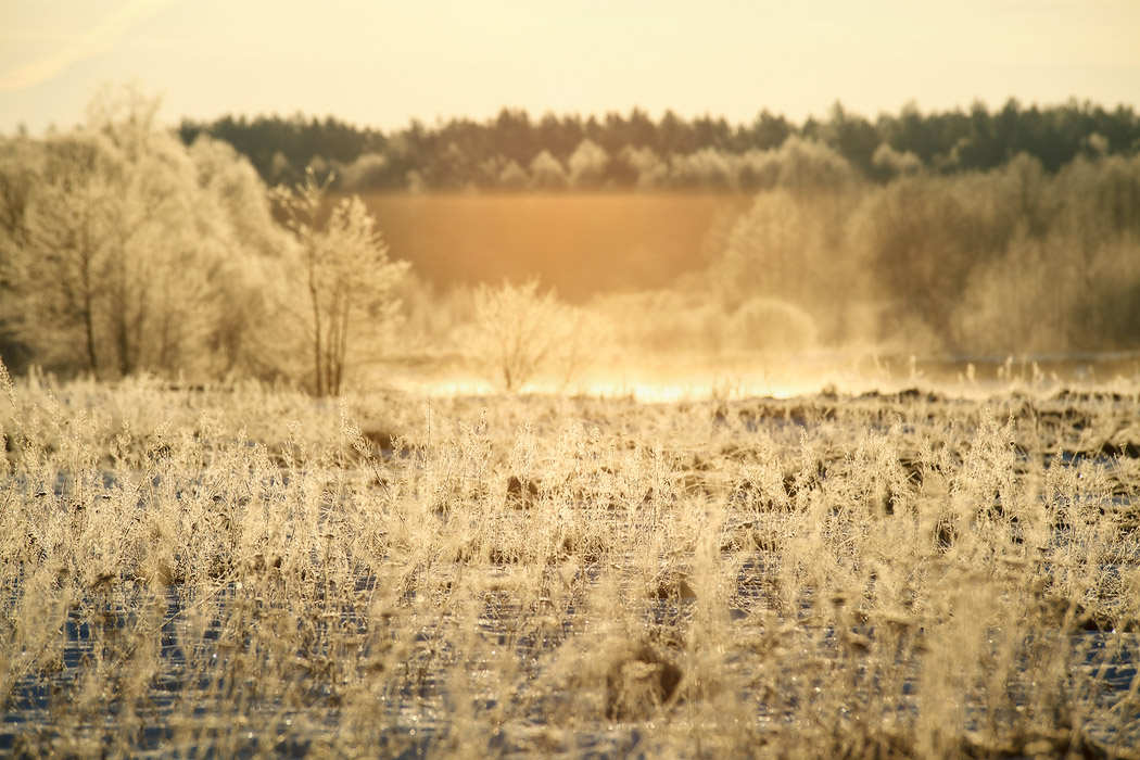 Золото рассвета