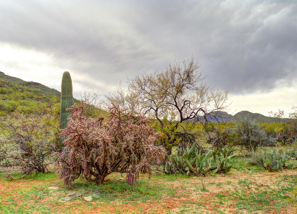 пустыня, весна, непогода.. 2