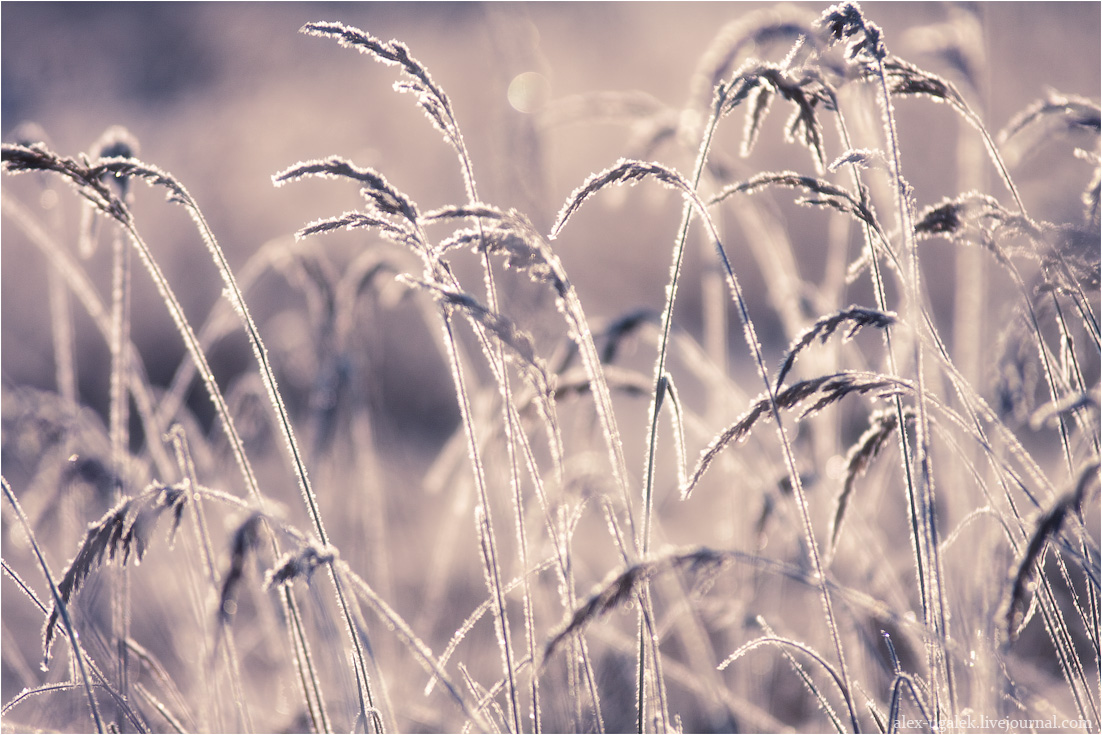 ...........Весенний сон.........