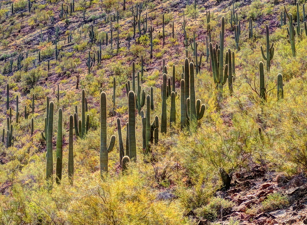 где-то в Аризоне...