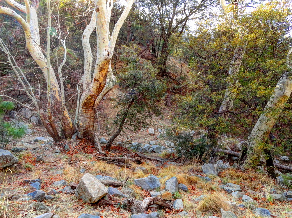 в каньоне Мадера ..2