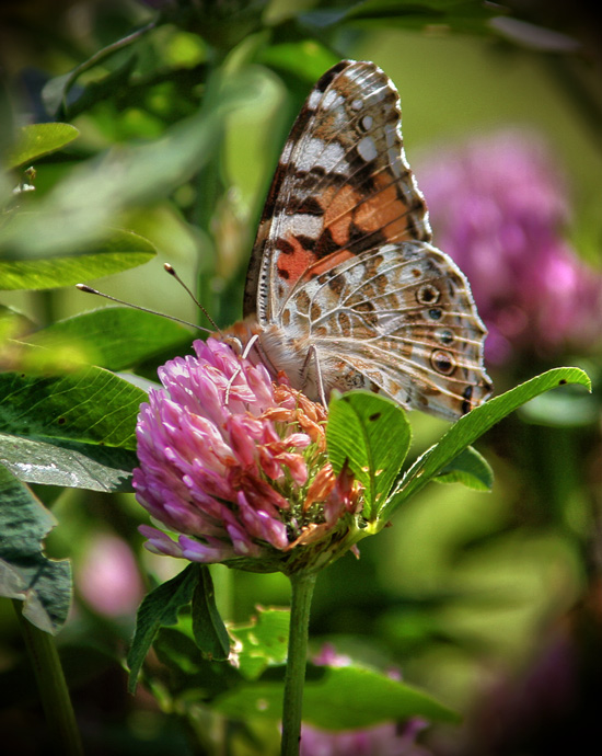 Дегустатор