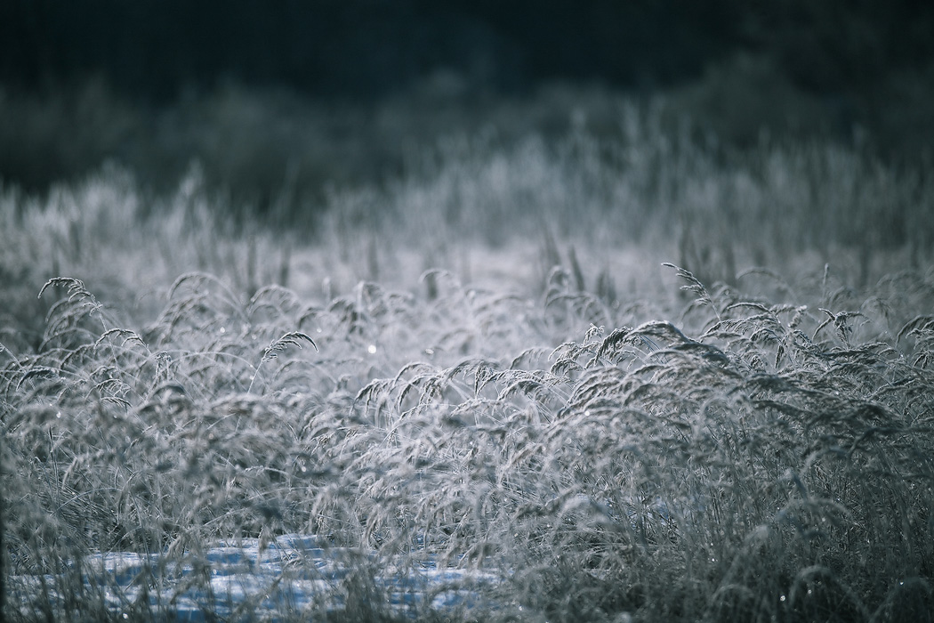 Вилейская природа начала марта