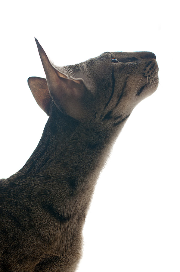 Змеиная грация...