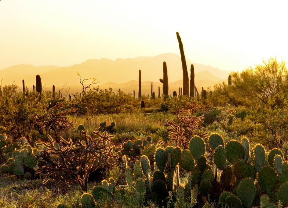 пустыня, вечер, призраки...