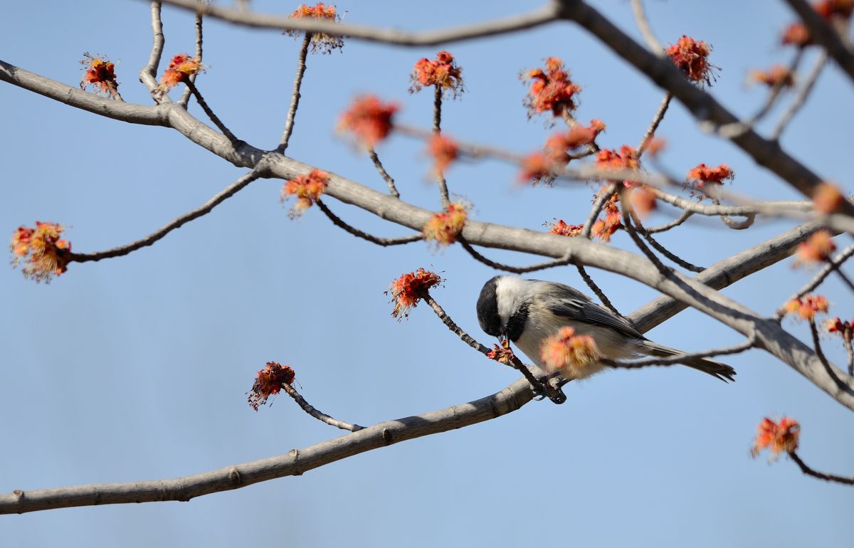 testing Spring delicacy