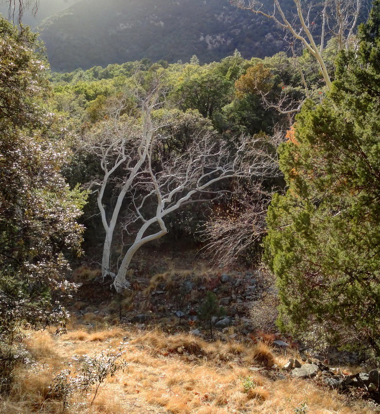 в каньоне Мадера ..3