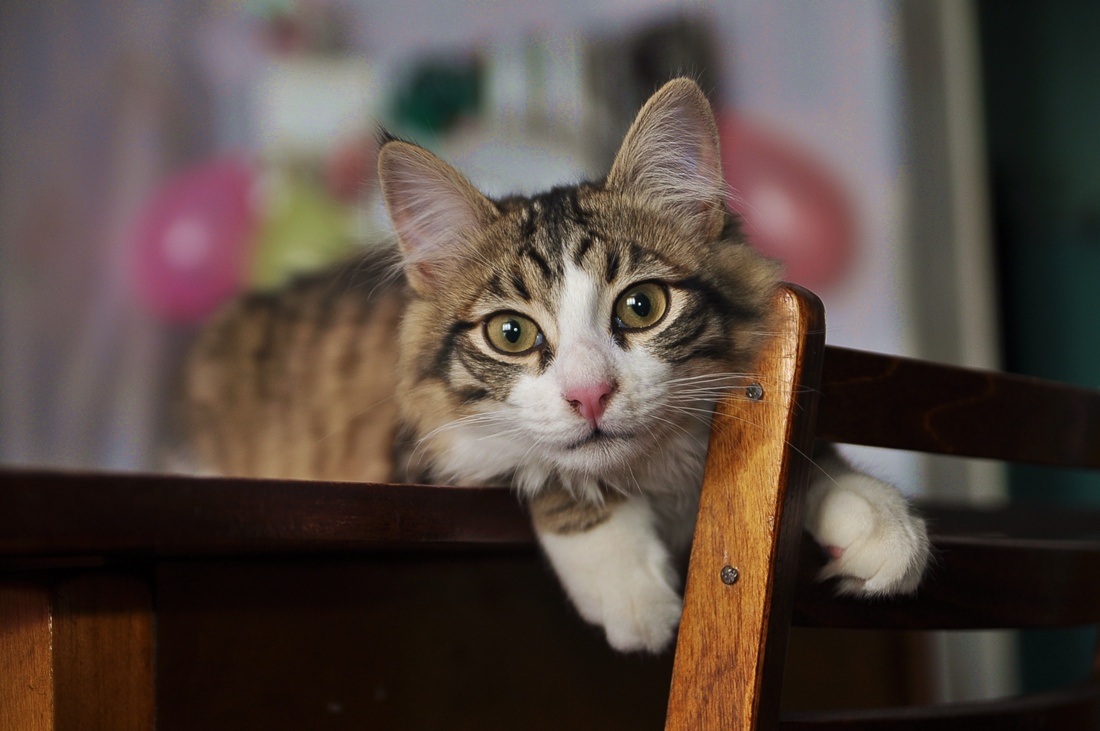 Просто Вася