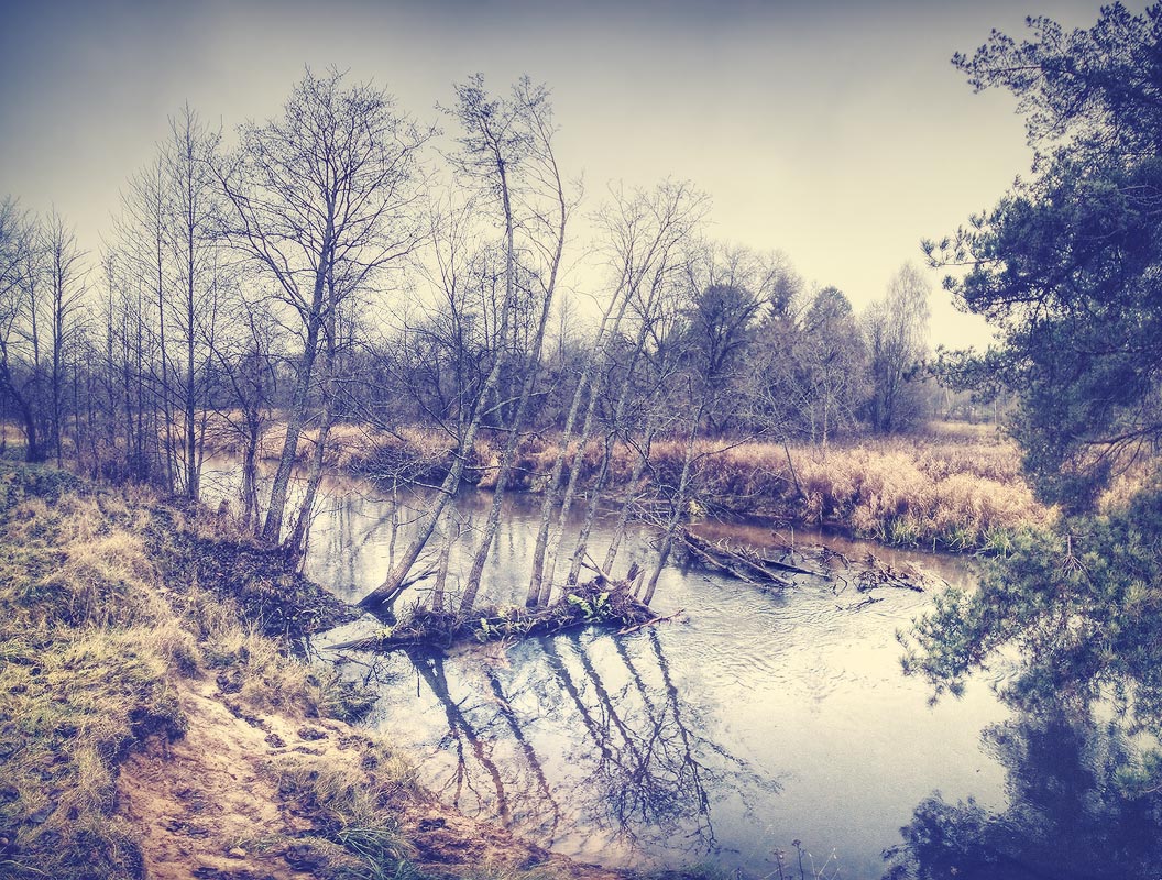 |   ПРОРОСТКИ   |