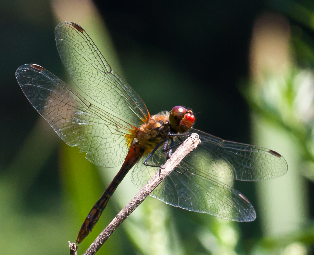 Стрекоза