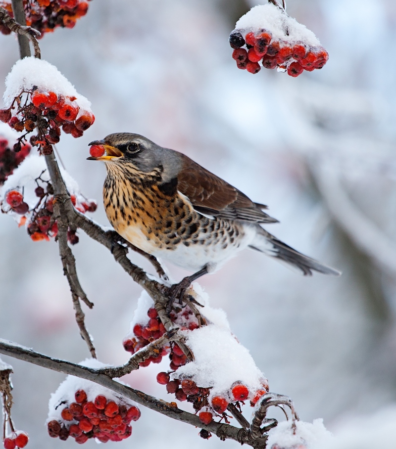 Рябиновый дессерт