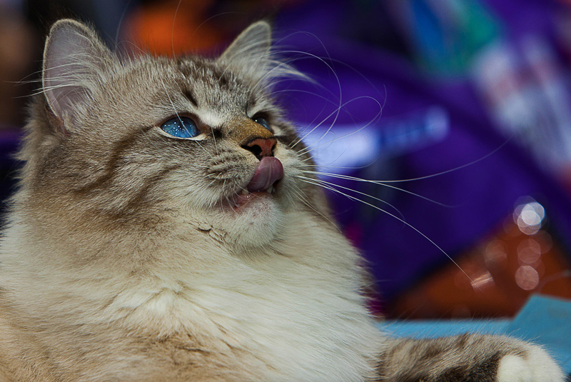 Голубоглазик ...