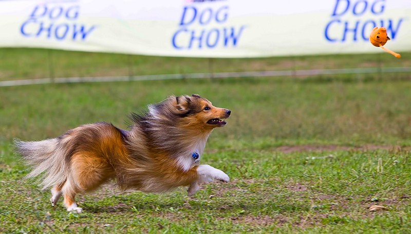 Преследование