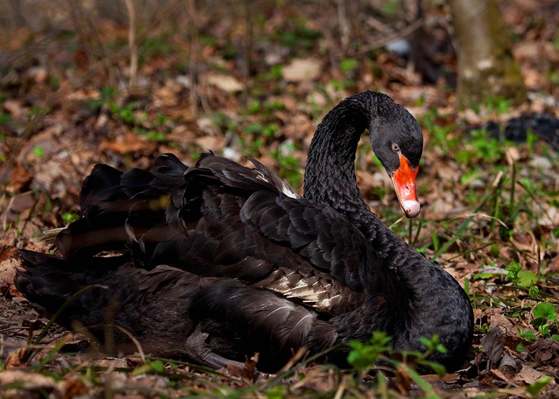 Лесной лебедь