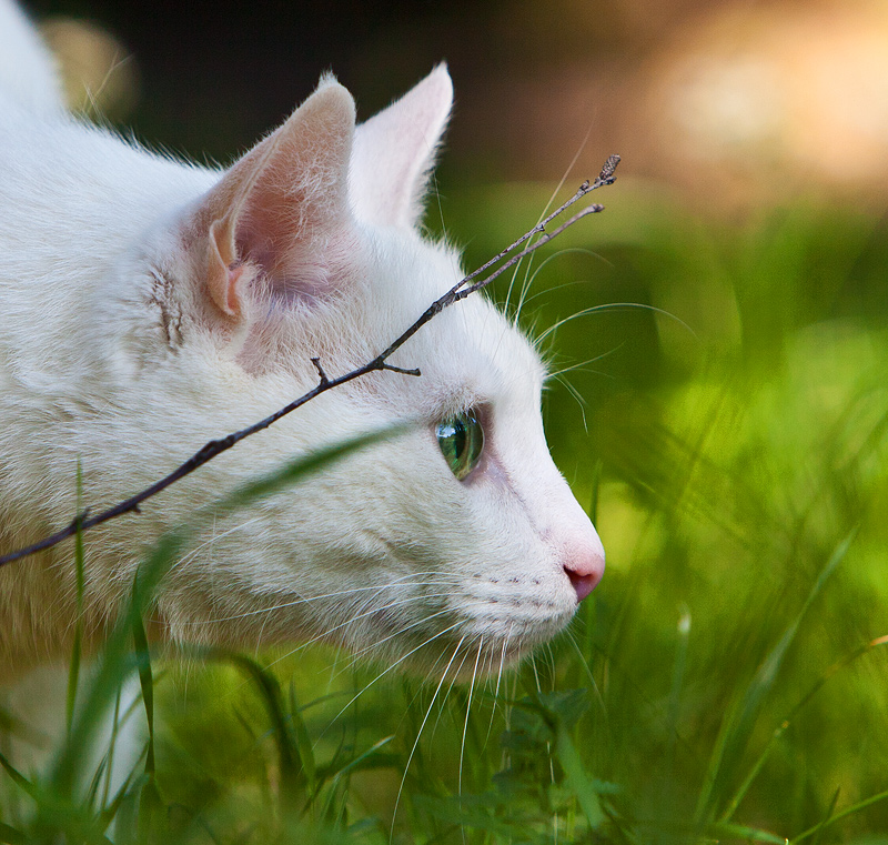 Тихон-2 (охотник)