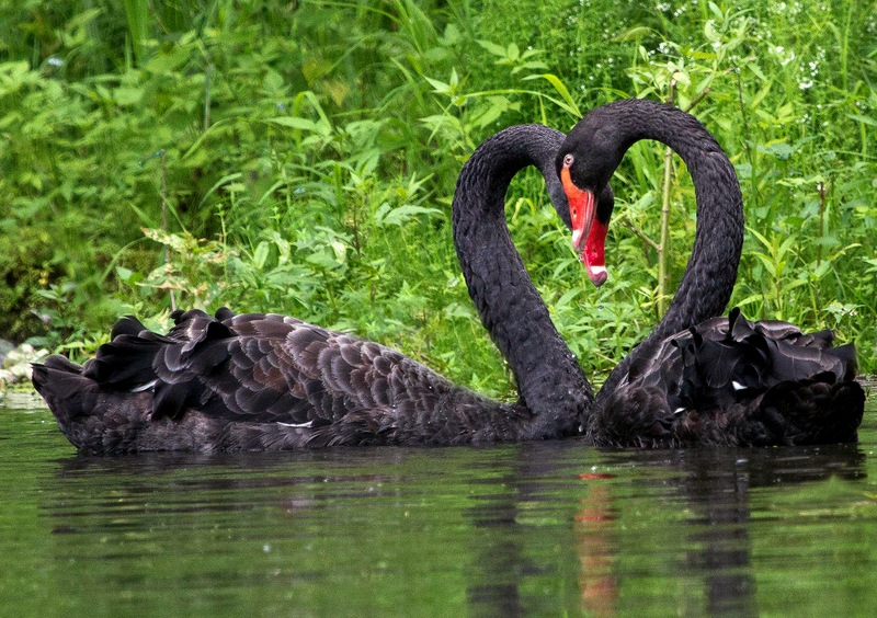 Лебединое сердце