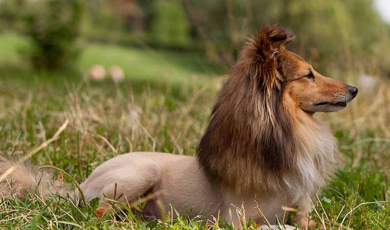 Собака по имени "Лев" ...