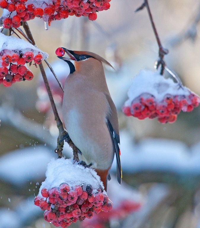 Зимний десерт