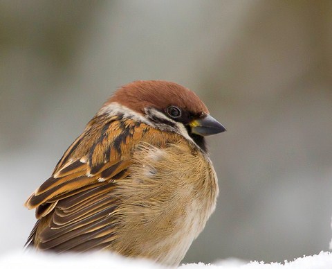 Одинокий ...