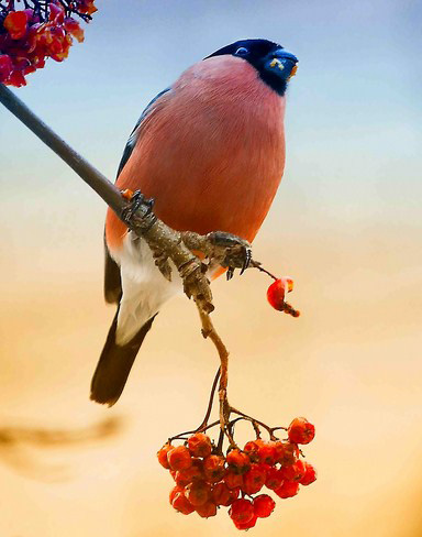 С Рождеством !!!