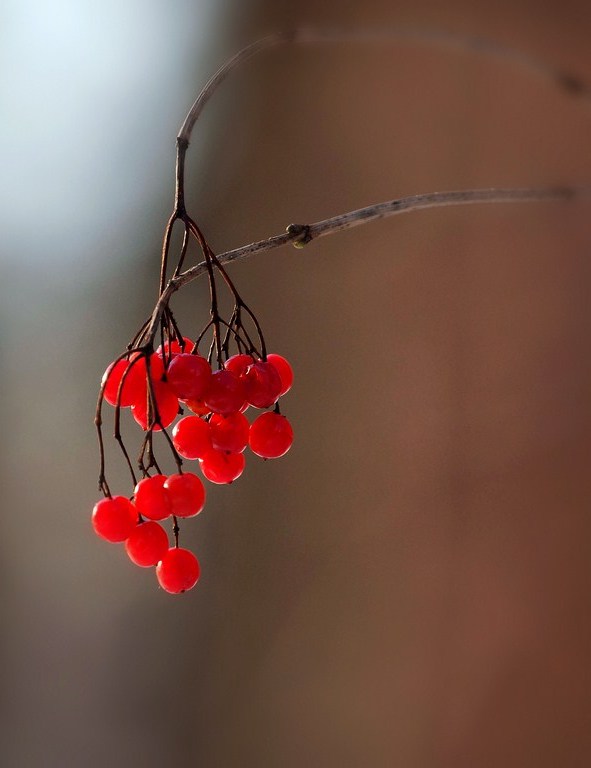 Зимняя ягода