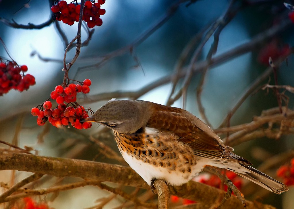 Зимний десерт