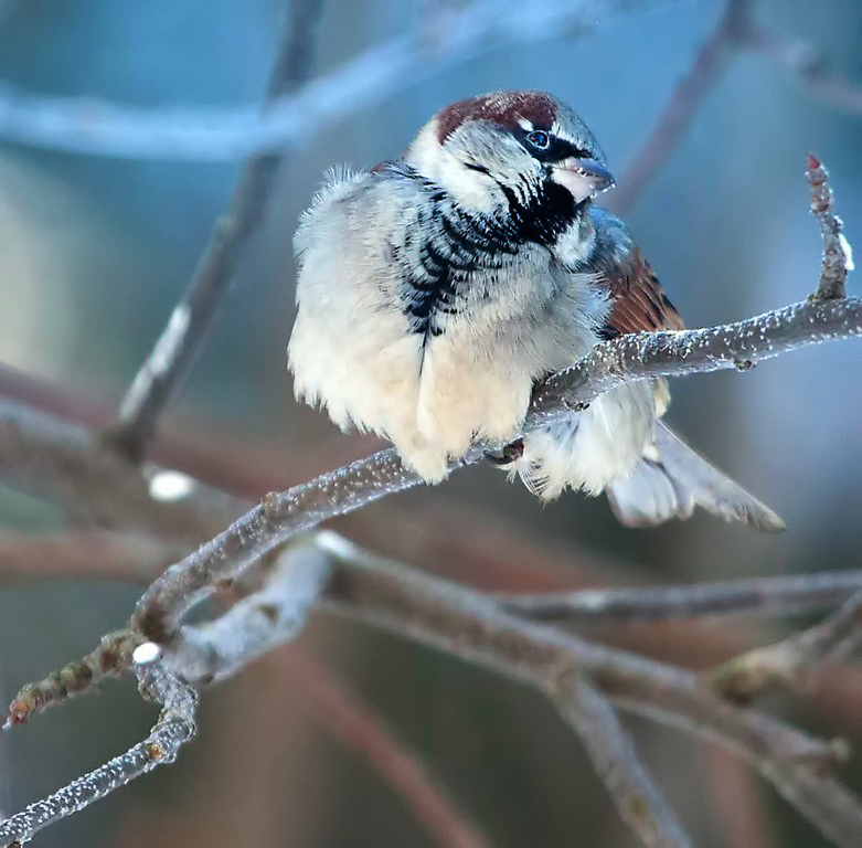 Зимний воробей