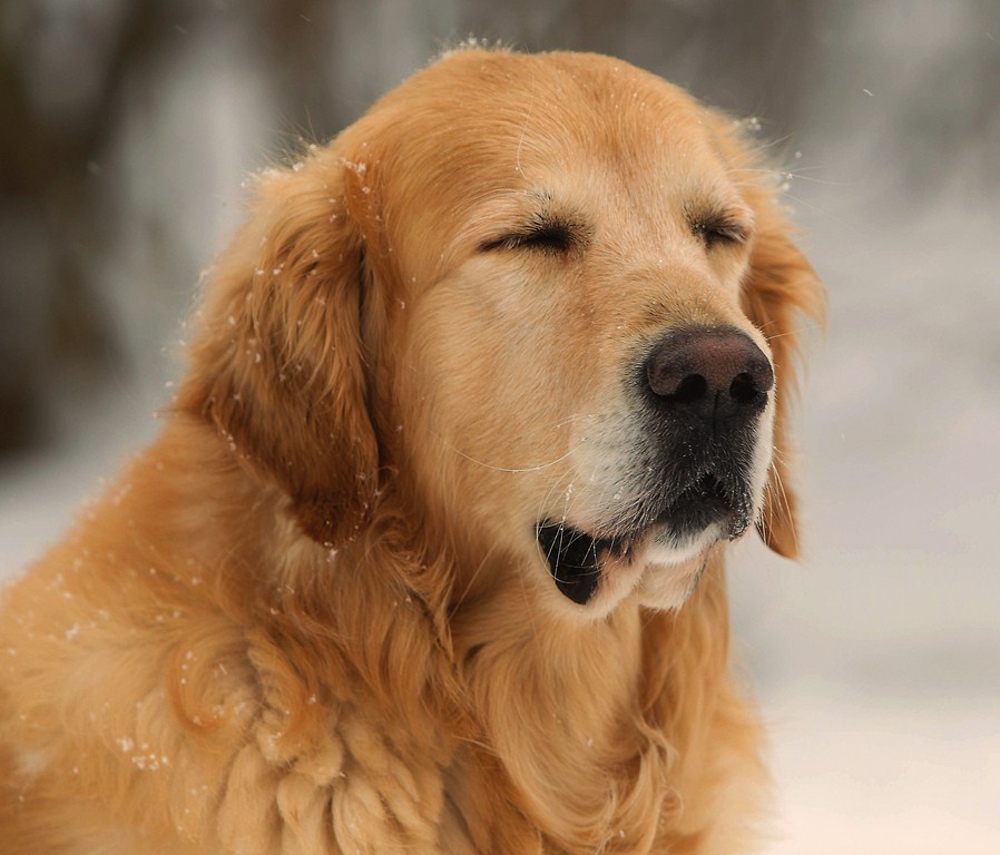 Не тревожьте ...