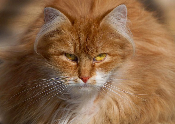 Мартовский