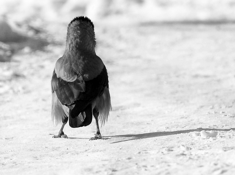 На большой дороге ...